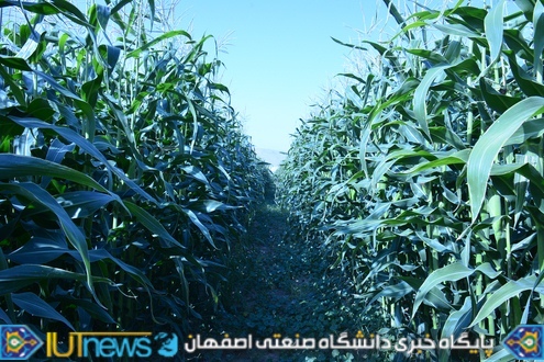 ‫ثمردهی منحصر بفرد محصول ذرت مزرعه لورك دانشگاه (1394). عکس ها از مسلم شاه محمدی‬‎
