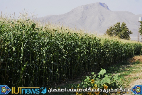 ‫ثمردهی منحصر بفرد محصول ذرت مزرعه لورك دانشگاه (1394). عکس ها از مسلم شاه محمدی‬‎