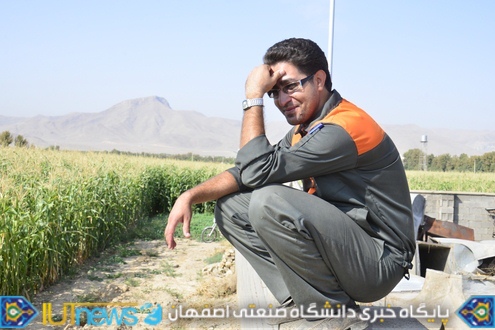 ‫ثمردهی منحصر بفرد محصول ذرت مزرعه لورك دانشگاه (1394). عکس ها از مسلم شاه محمدی‬‎