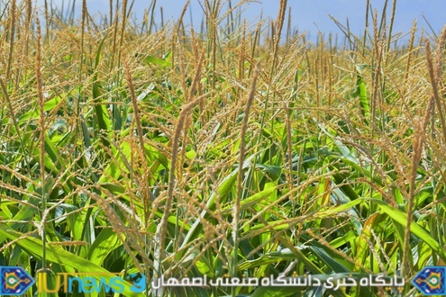 ‫ثمردهی منحصر بفرد محصول ذرت مزرعه لورك دانشگاه (1394). عکس ها از مسلم شاه محمدی‬‎