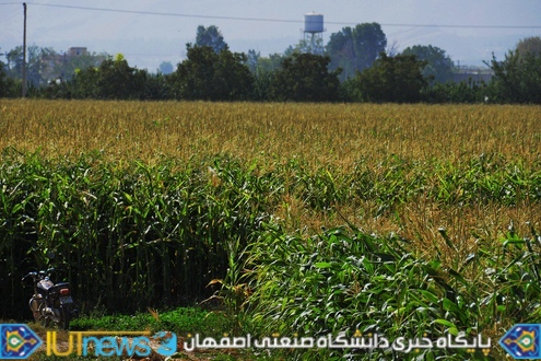 ‫ثمردهی منحصر بفرد محصول ذرت مزرعه لورك دانشگاه (1394). عکس ها از مسلم شاه محمدی‬‎