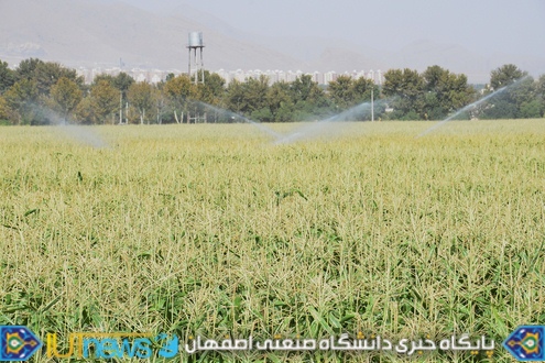 ‫ثمردهی منحصر بفرد محصول ذرت مزرعه لورك دانشگاه (1394). عکس ها از مسلم شاه محمدی‬‎
