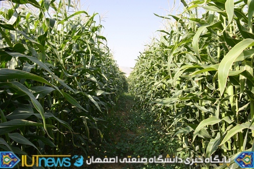 ‫ثمردهی منحصر بفرد محصول ذرت مزرعه لورك دانشگاه (1394). عکس ها از مسلم شاه محمدی‬‎
