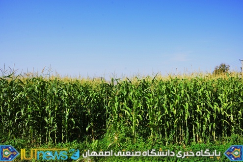 ‫ثمردهی منحصر بفرد محصول ذرت مزرعه لورك دانشگاه (1394). عکس ها از مسلم شاه محمدی‬‎