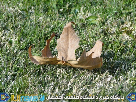 زیبایی های پاییز 1393 در دانشگاه صنعتی اصفهان 