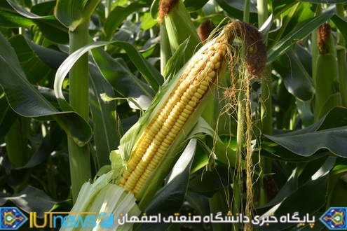 ‫ثمردهی منحصر بفرد محصول ذرت مزرعه لورك دانشگاه (1394). عکس ها از مسلم شاه محمدی‬‎