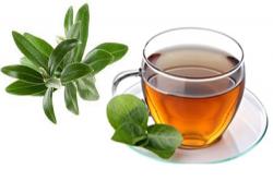 تولید چای رژیمی حاوی گیاه کارلا و برگ زیتون برای نخستین باردردانشگاه صنعتی اصفهان
