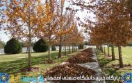 گالری عکس های پاییزی از دانشگاه صنعتی اصفهان (عکس ها از مسلم شاه محمدی)